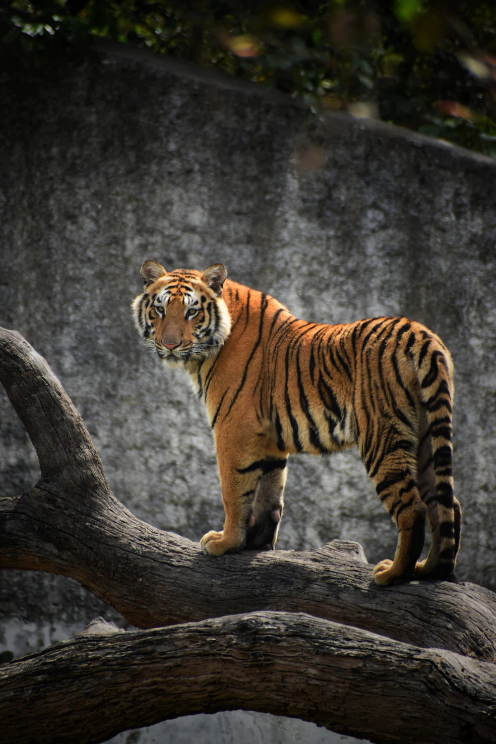 Central India Tiger Safari