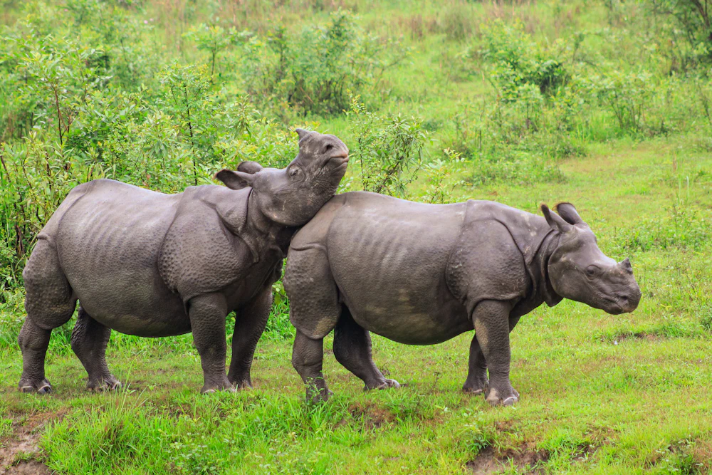 Rhino Kaziranga Tour