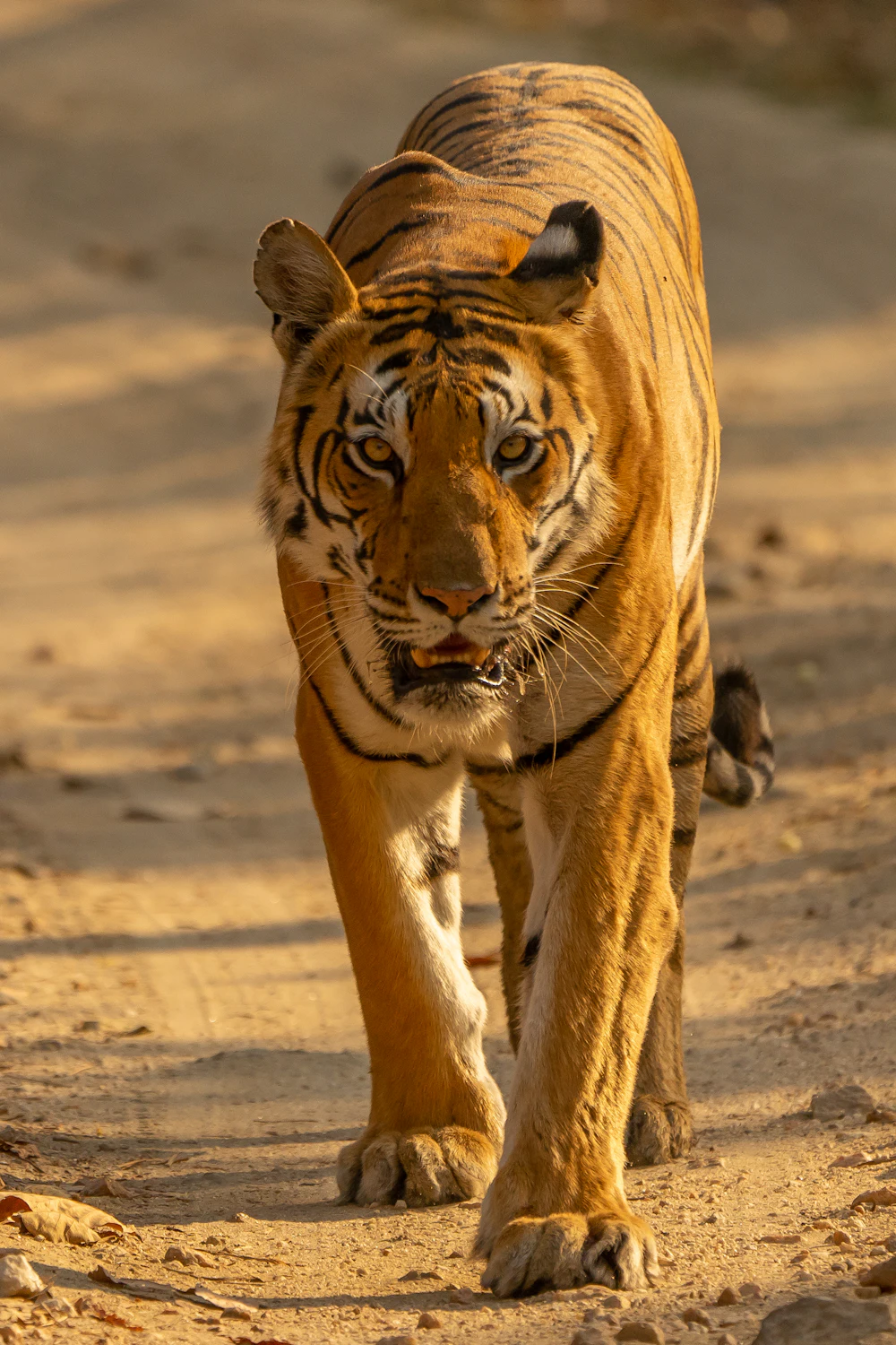 Ranthambore National Park